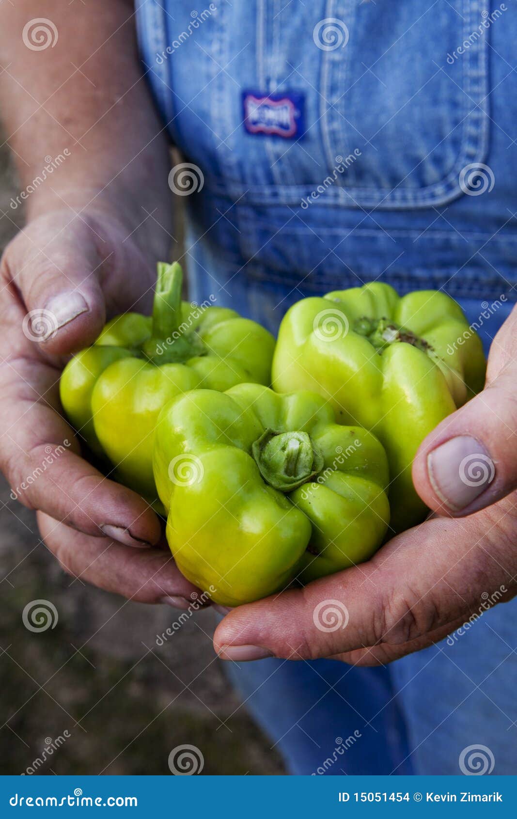 Raw Green Peppers Pimientos De Padron Traditional Spanish Tapas Stock