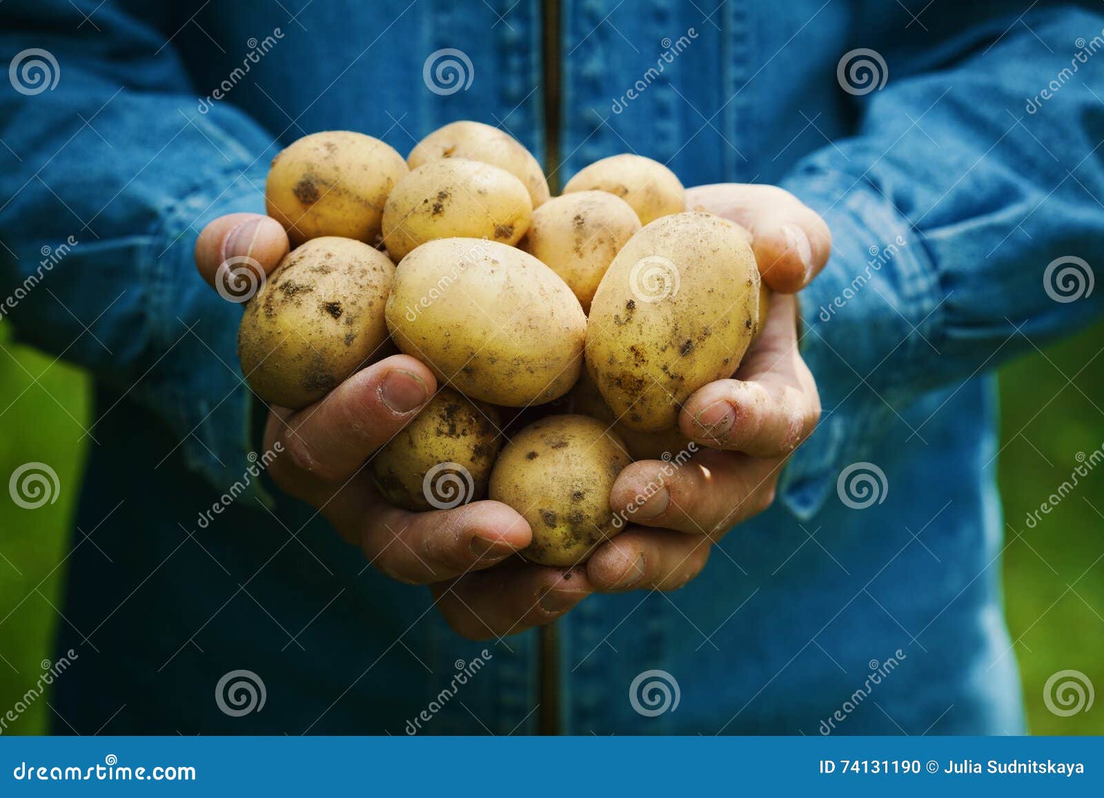 farmer holding in hands the harvest of potatoes in the garden. organic vegetables. farming.