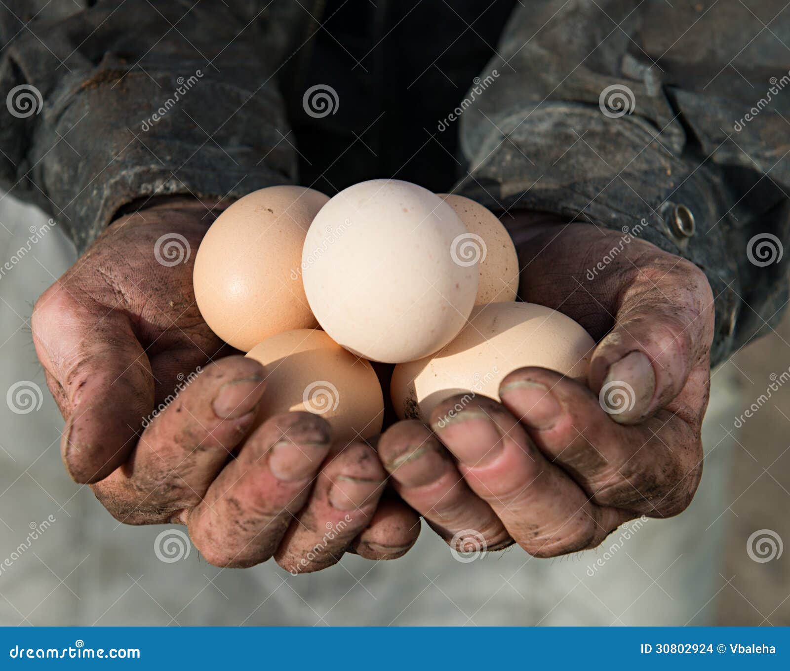 Farmer Holding Organic Eggs Stock Photo Image of fingers, organic