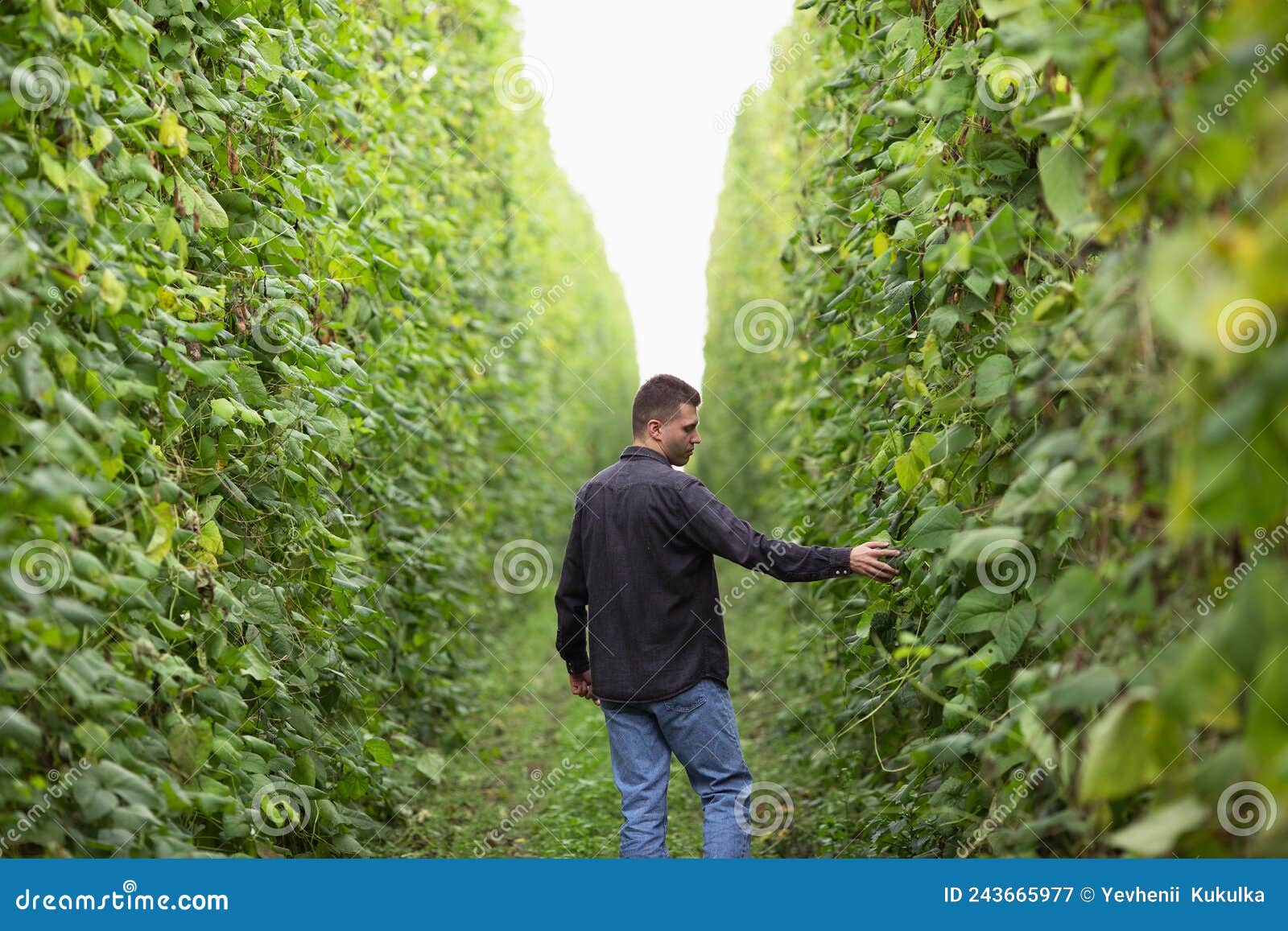 A Farmer Inspects His Field. Green Field of Beans Stock Image Image of bean, land 243665977