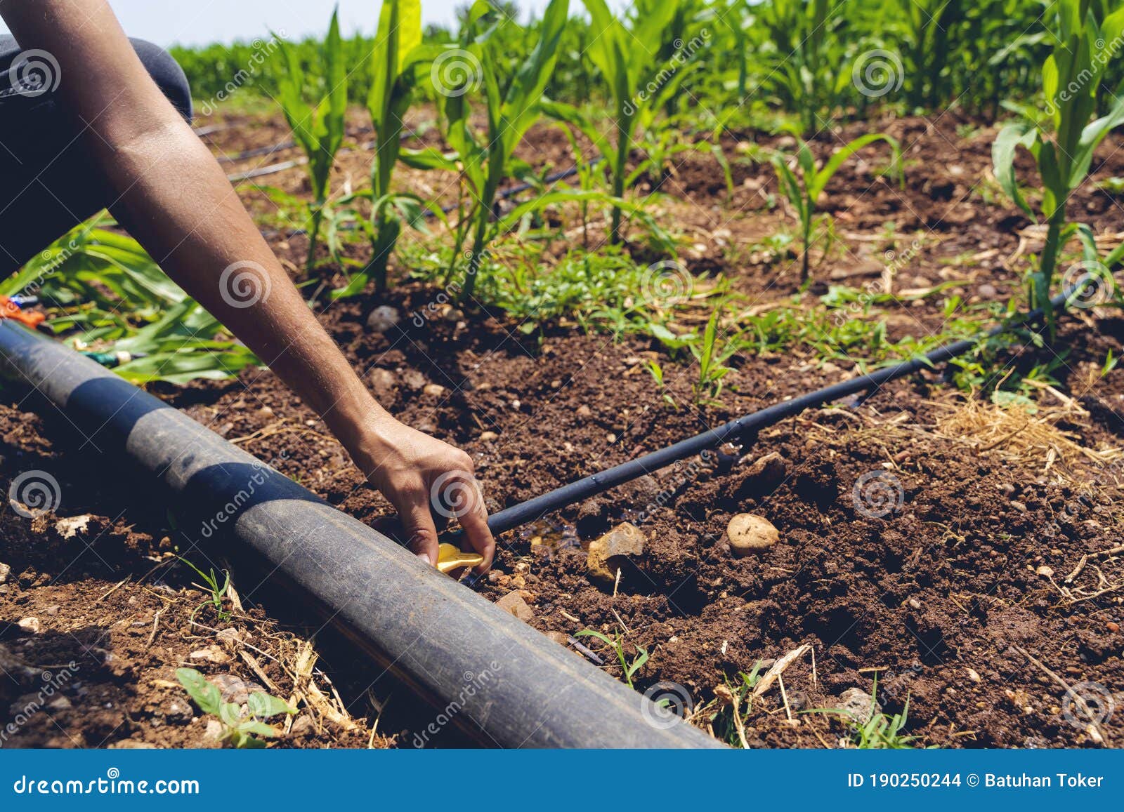 Farmer Are Installation Of Drip Irrigation System Used In Agriculture