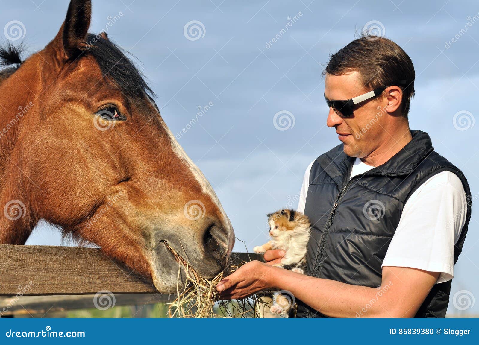 Farmer and Kitten Feed Horse Stock Photo Image of summer, feeding