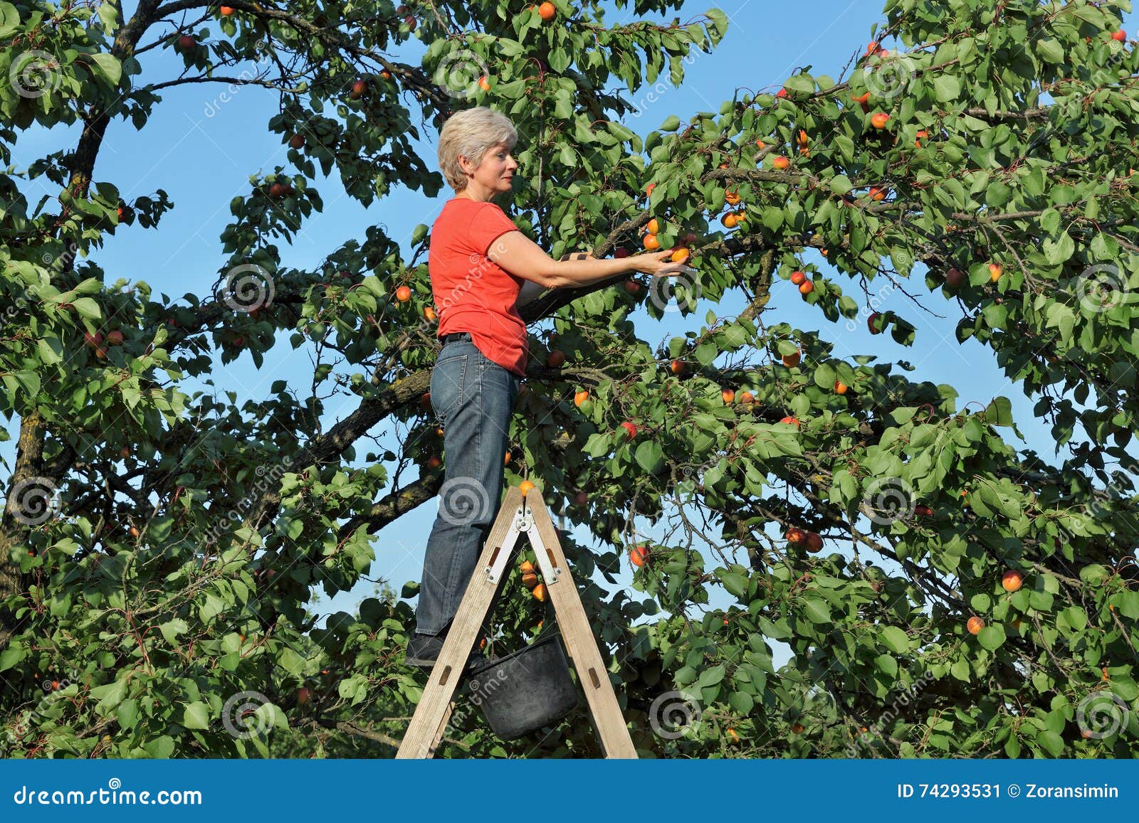 Farmer at Ladder Picking Apricot Fruit Stock Image Image of nature