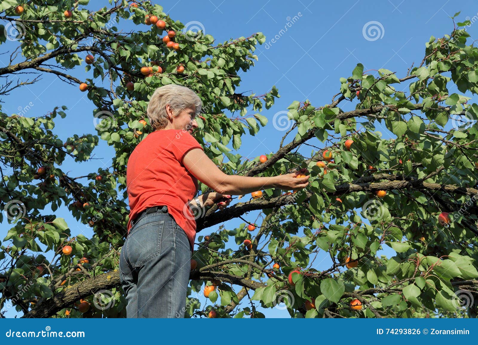 Farmer at Ladder Picking Apricot Fruit Stock Photo Image of