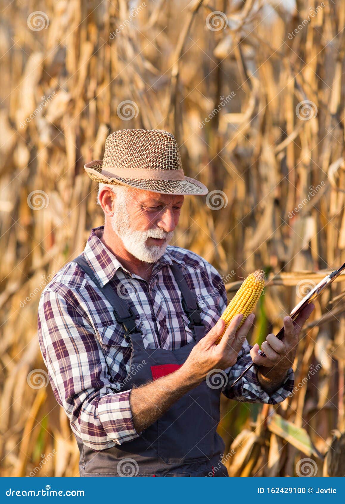 Farmer Looking at Corn Cob for Harvest Stock Photo Image of hand