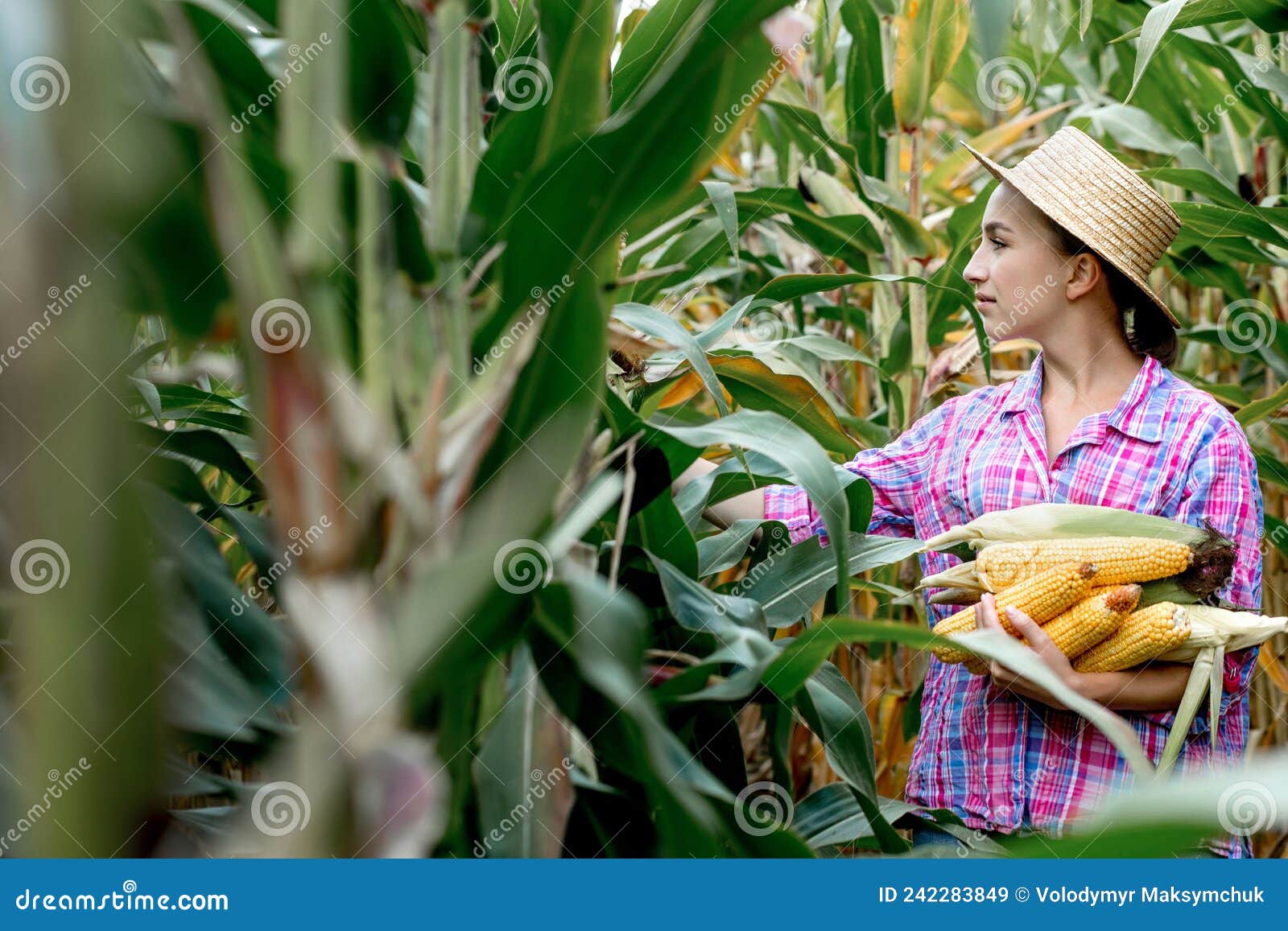 Farmer Looking at the Germination of Young Corn in the Field. Analyzes