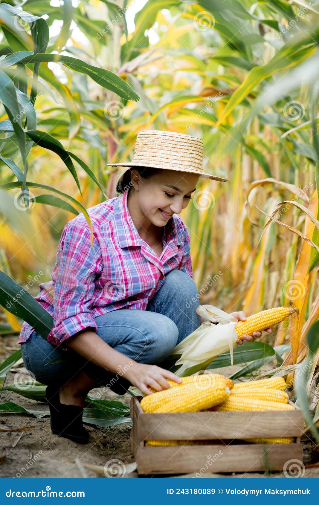 Farmer Looking at the Germination of Young Corn in the Field. Analyzes