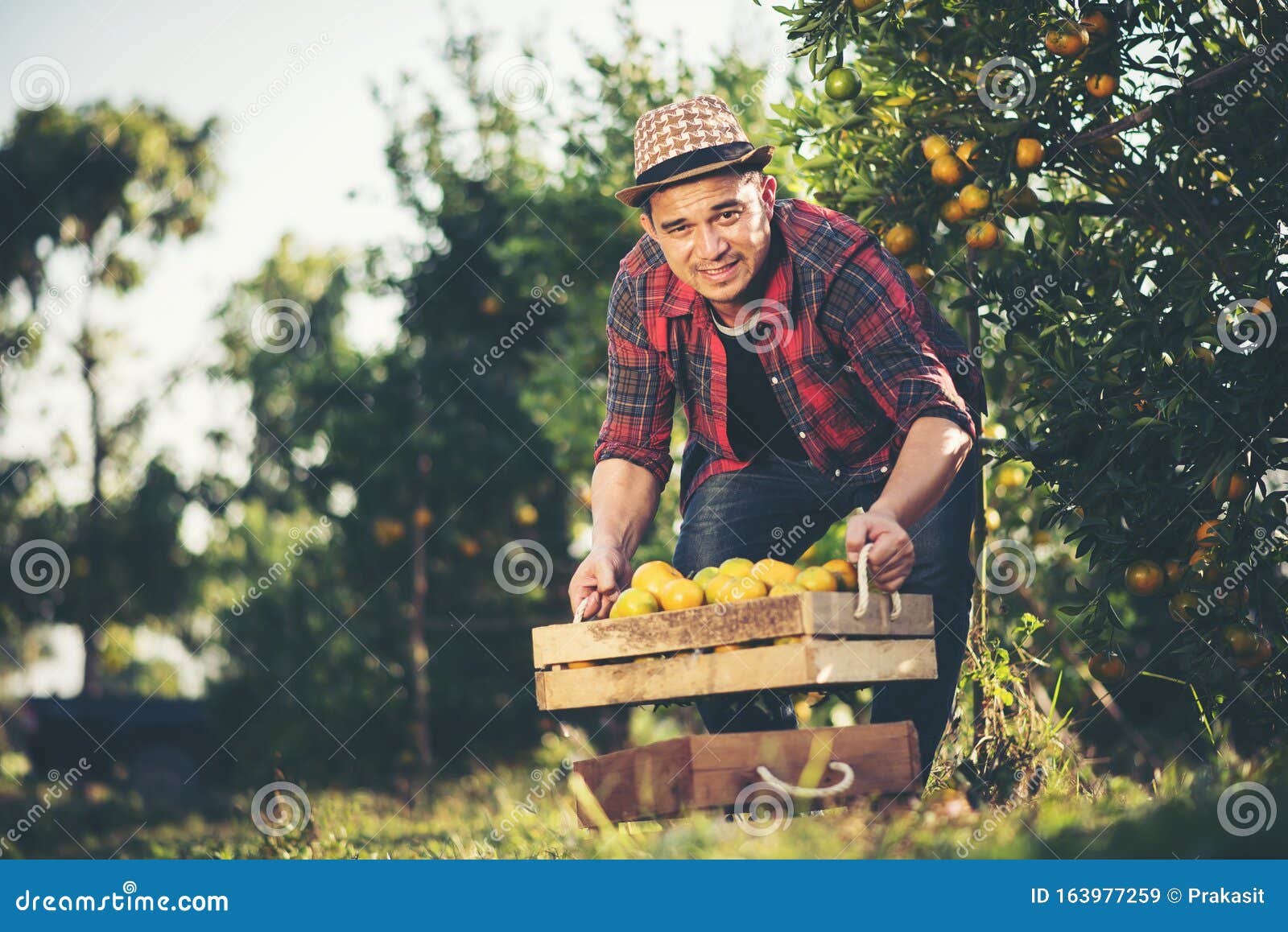 Farmer Man Harvesting Oranges in an Orange Tree Stock Image Image of