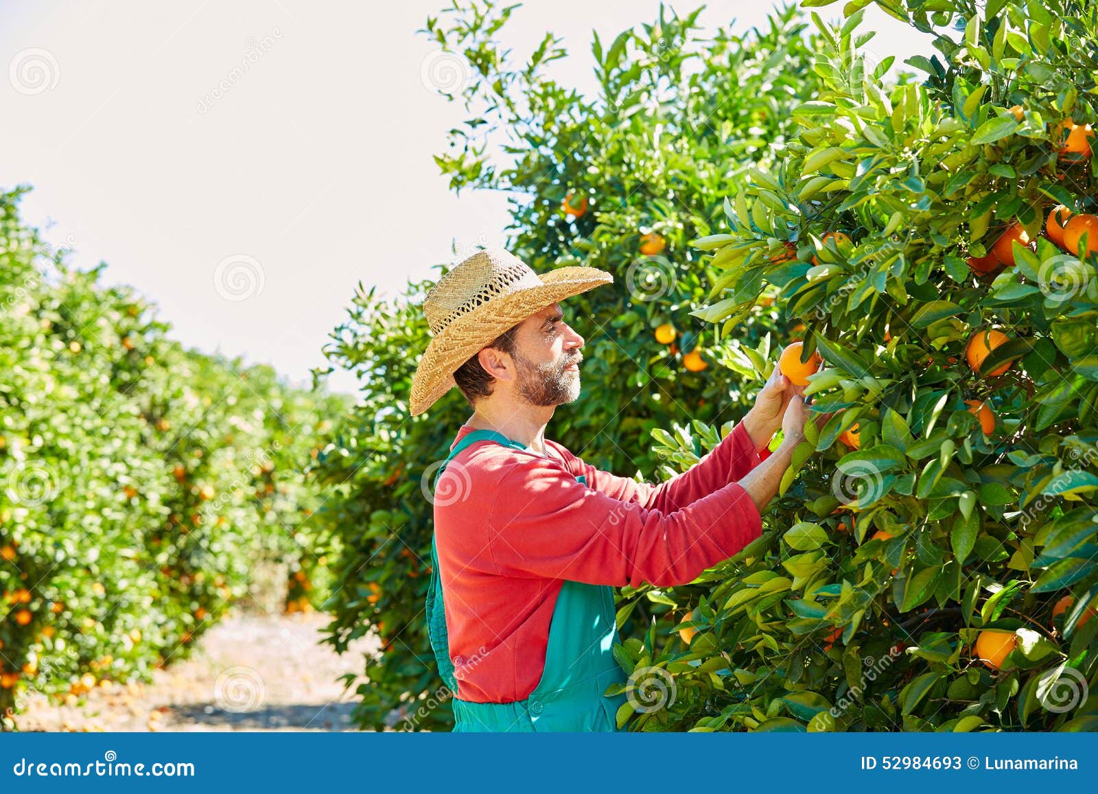 Farmer Man Harvesting Oranges in an Orange Tree Stock Image Image of farm, farmer 52984693