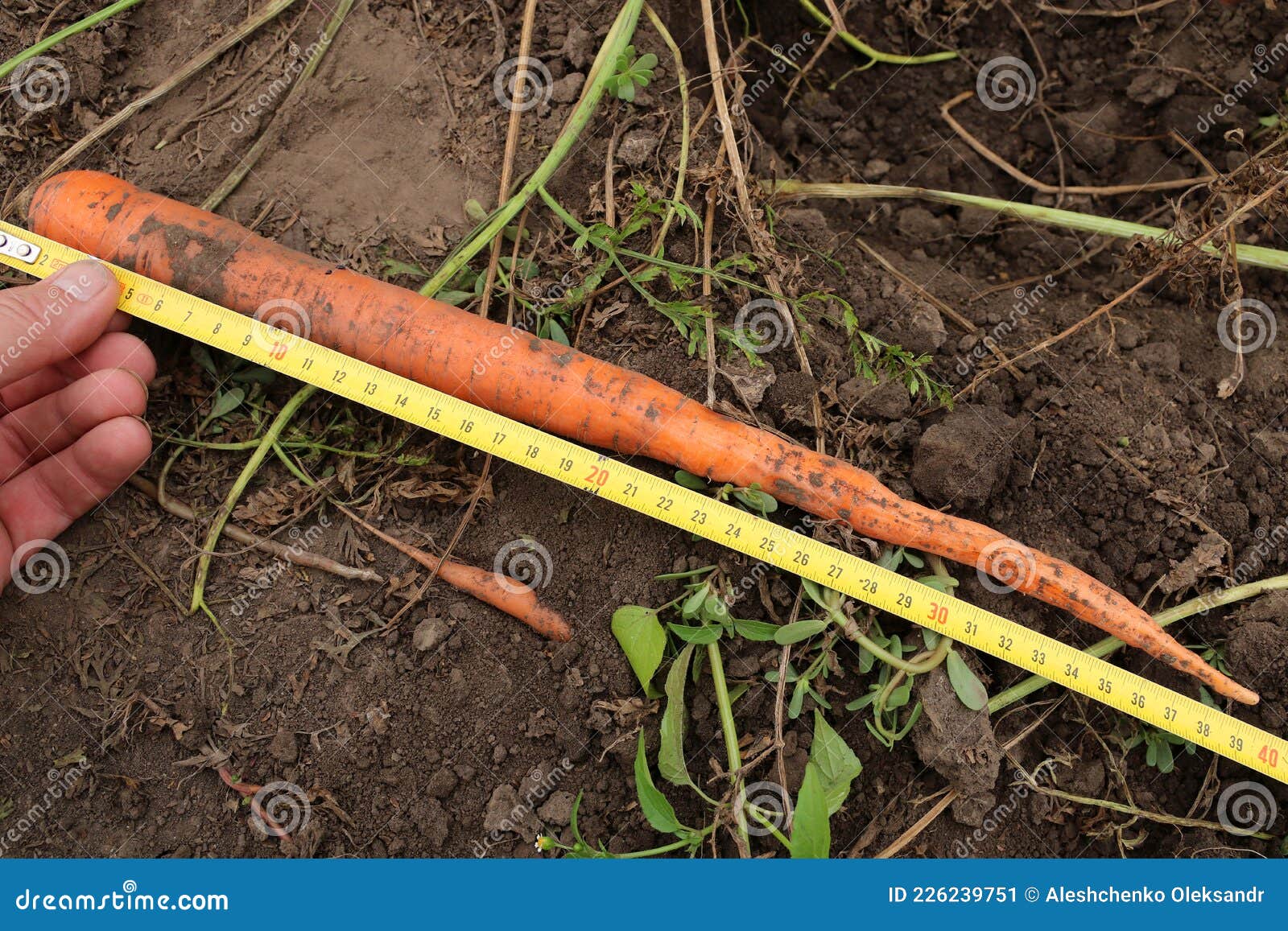 The Farmer Measures the Length of the Carrots with a Ruler. Stock Image