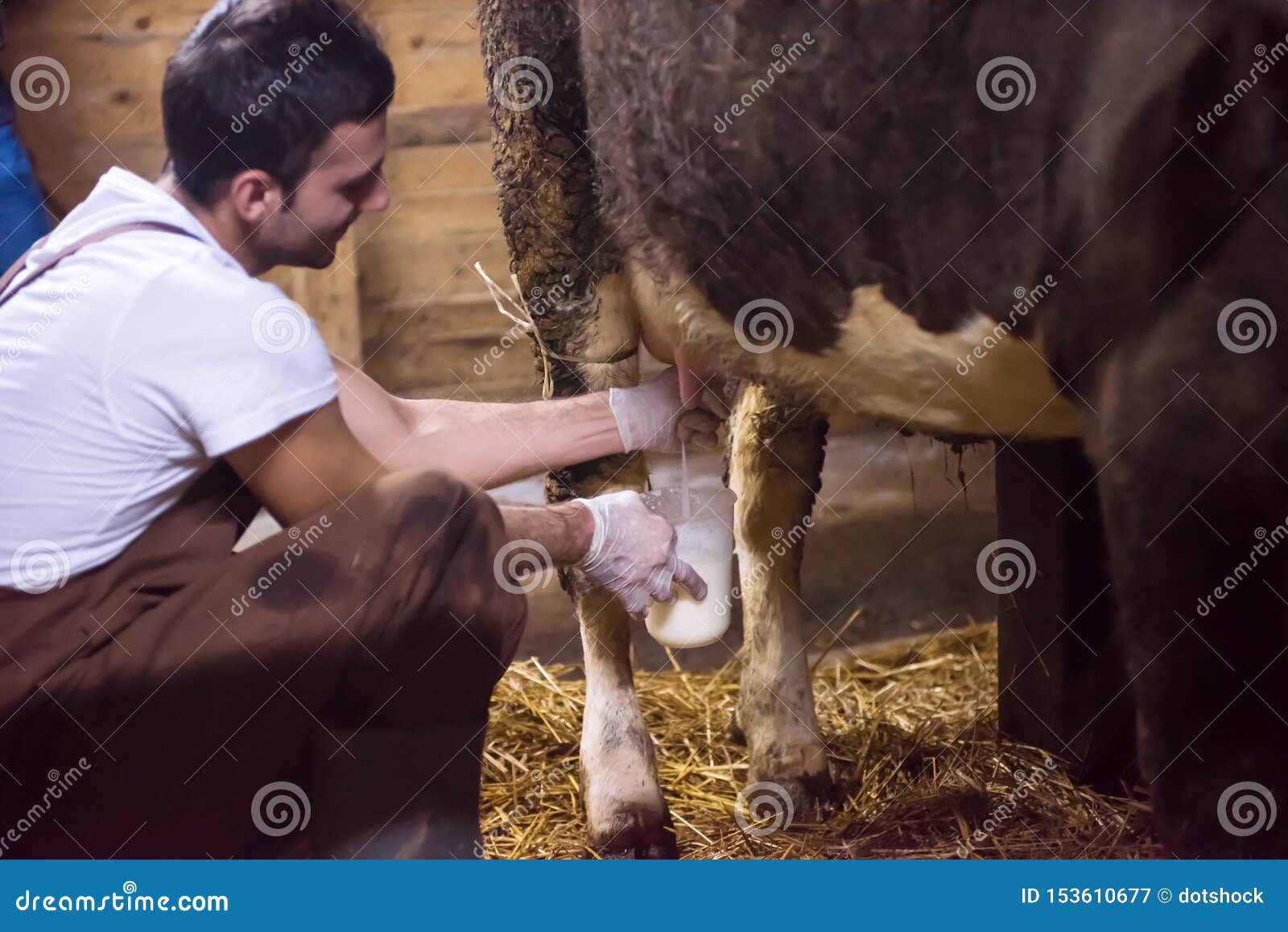 People Milking Cows