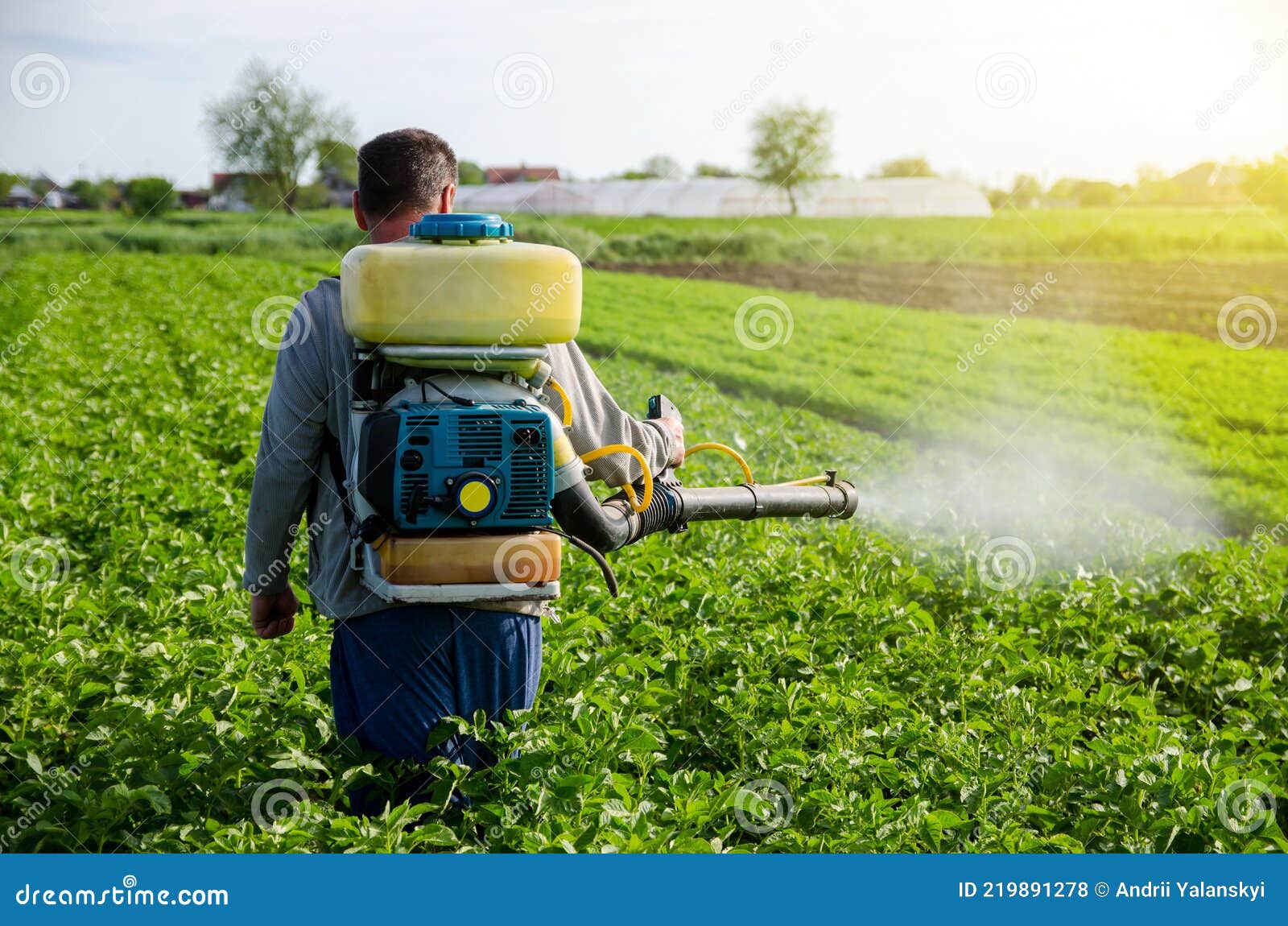 a farmer with a mist fogger sprayer sprays fungicide and pesticide on potato bushes. effective crop protection, environmental