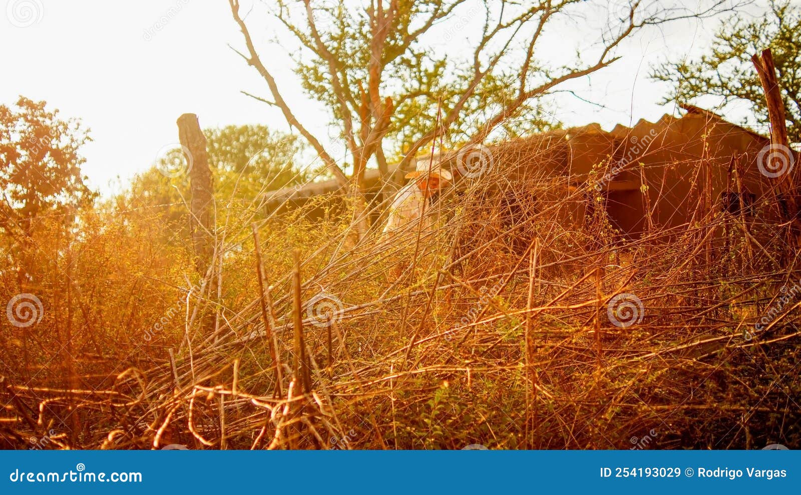 farmer old man working con sombrero desenfocado in the field, dry branches in foreground