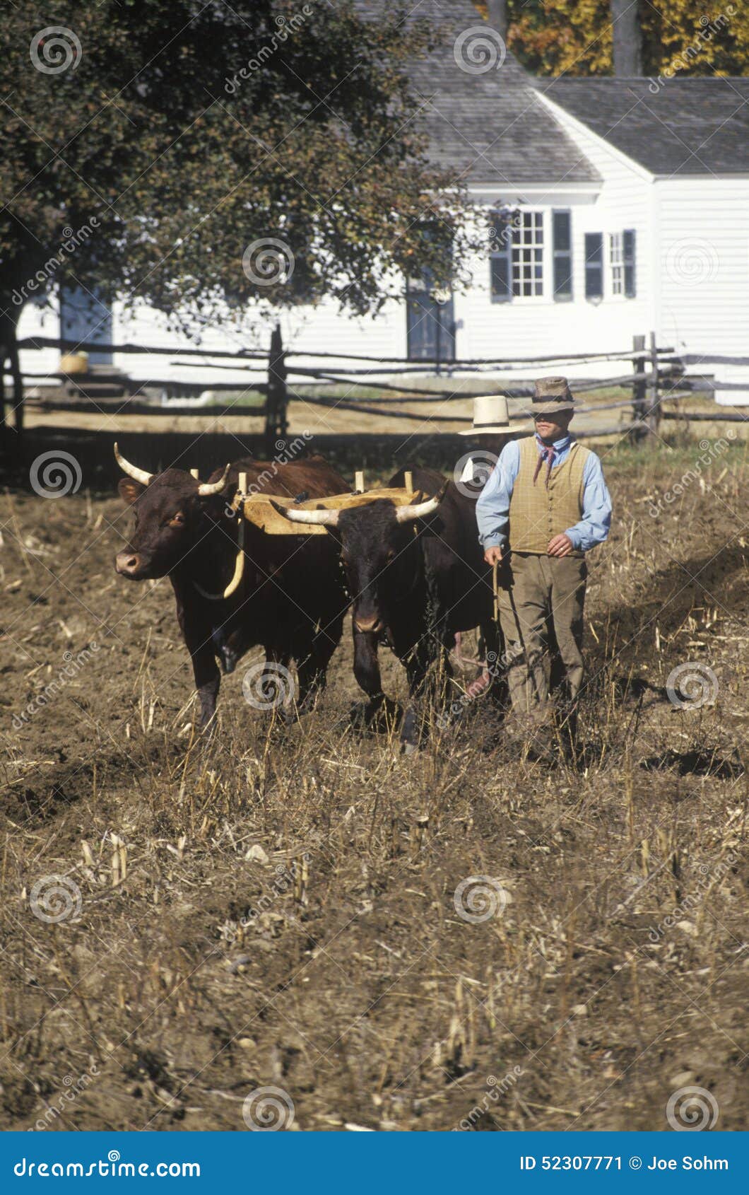 Farmer with Oxen at Old Sturbridge, Historical Town in MA Editorial