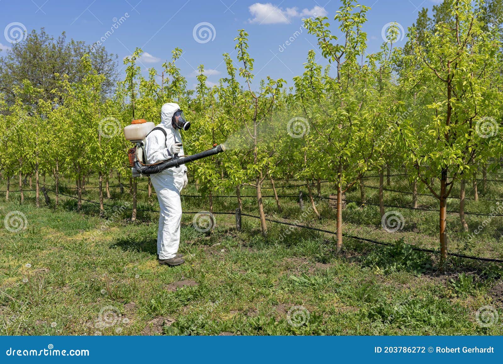 man in coveralls with gas mask spraying orchard in springtime. farmer in personal protective equipment spraying orchard.