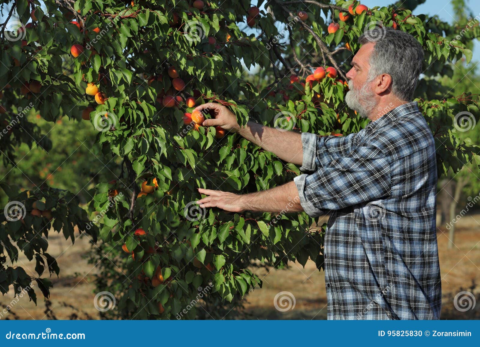Farmer Picking Apricot Fruit in Orchard Stock Photo Image of farming