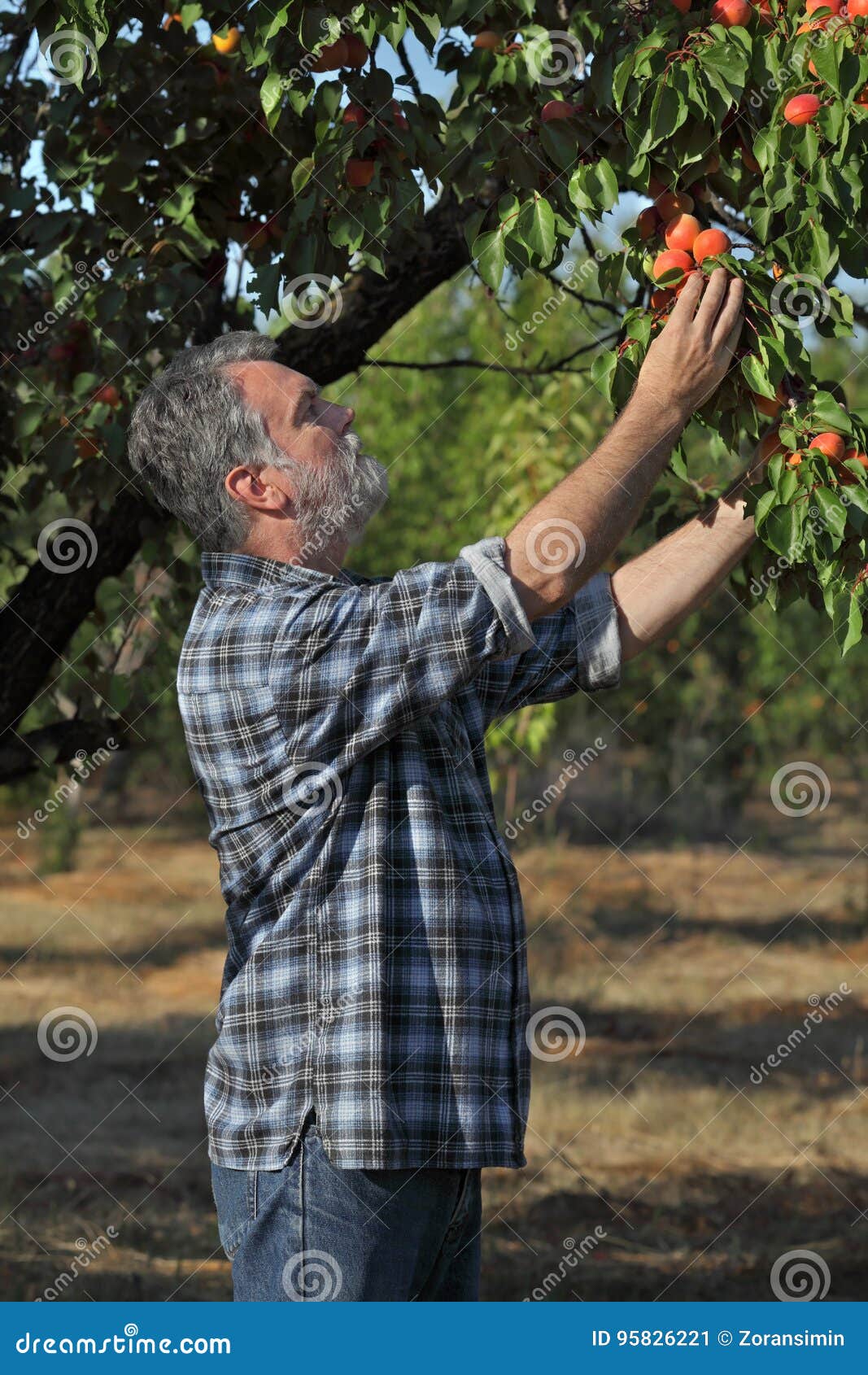 Farmer Picking Apricot Fruit in Orchard Stock Image Image of nature