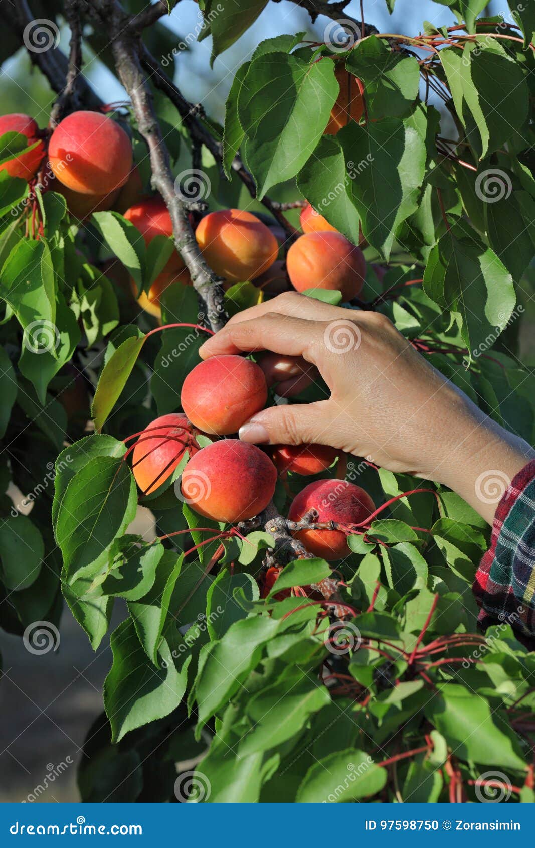 Farmer Picking Apricot Fruit in Orchard Stock Photo Image of crop