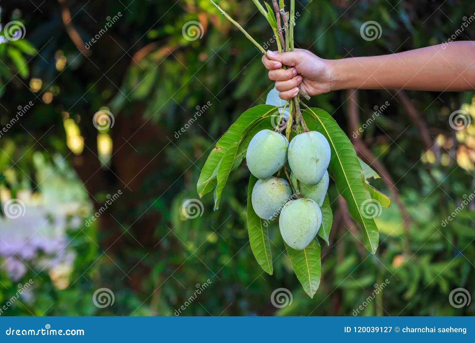 Farmer Picking Mango in Organic Farm Stock Image Image of healthy, organic 120039127