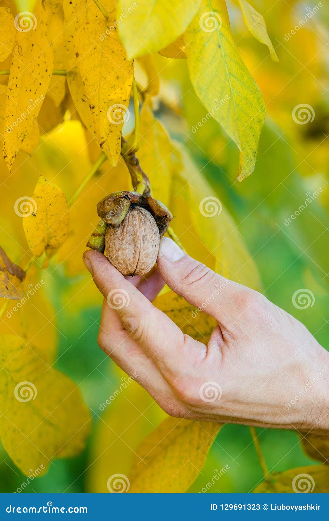 A Farmer Picking a Nut from a Tree, Hand Close Up. Stock Image Image