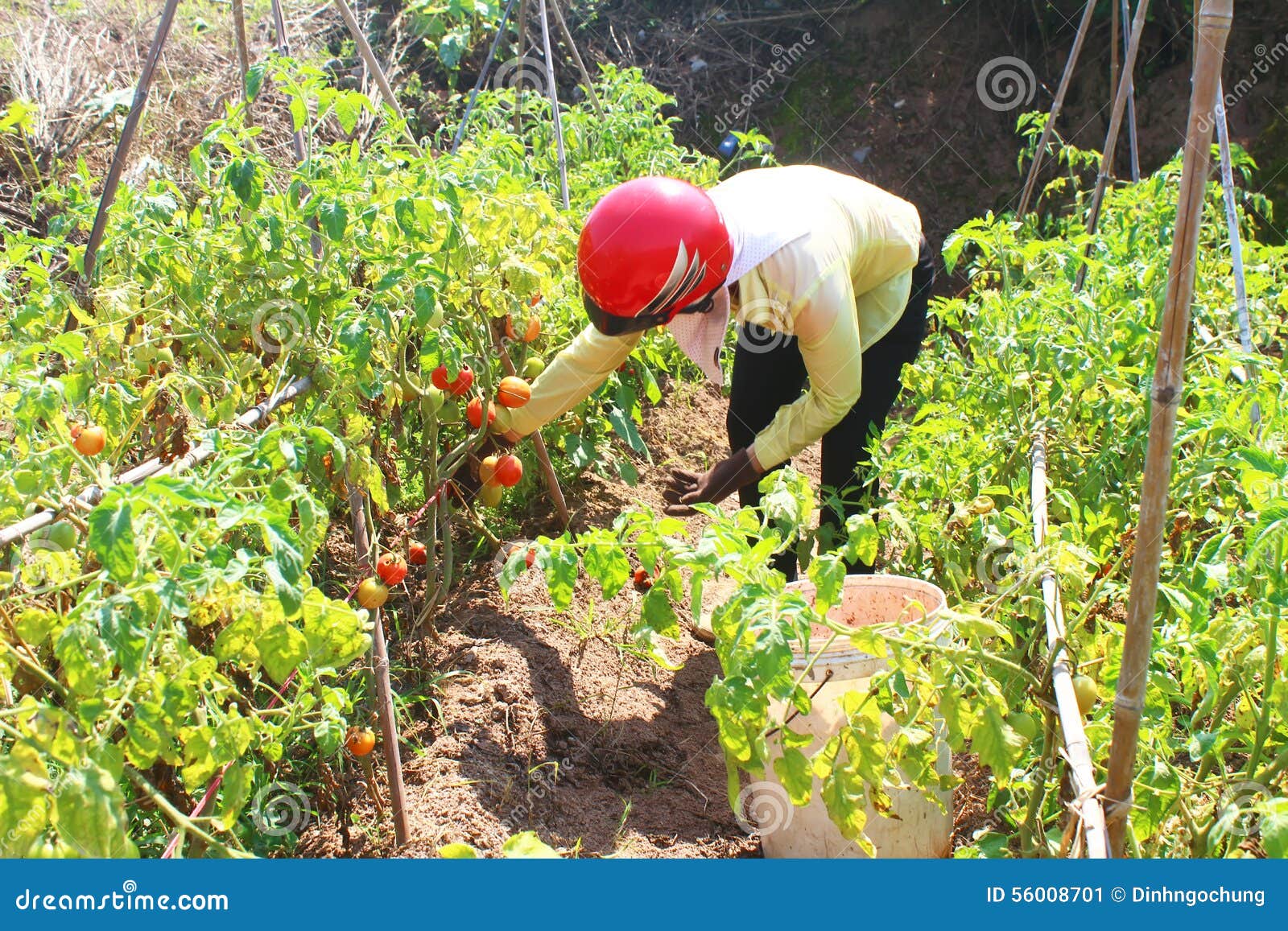 Farmer Picking Ripe Tomato in Vegetable Garden Stock Image Image of