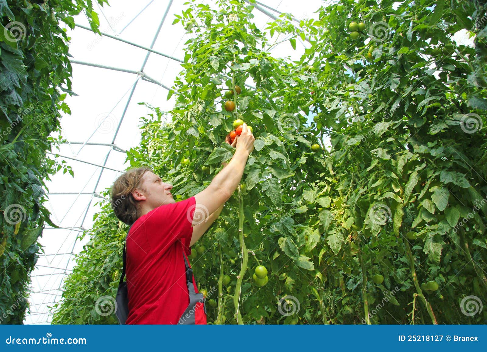Farmer picking tomato stock image. Image of natural, farming 25218127
