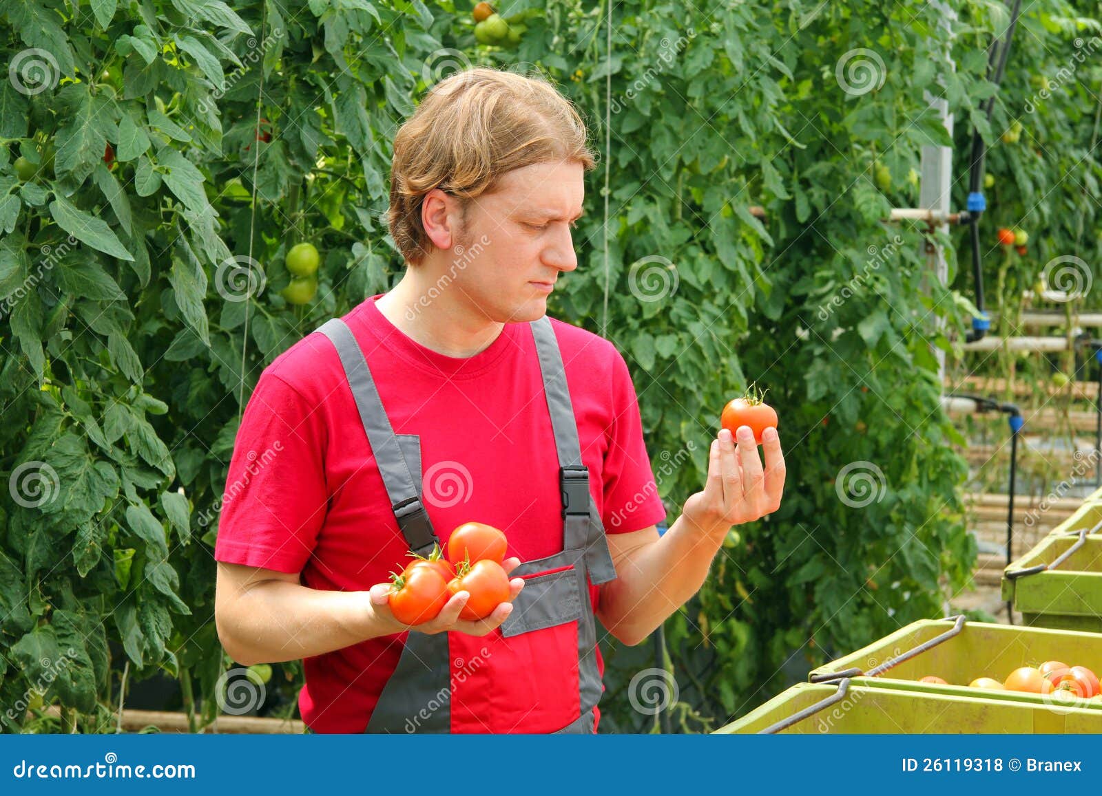 Farmer picking tomato stock photo. Image of healthy, male 26119318