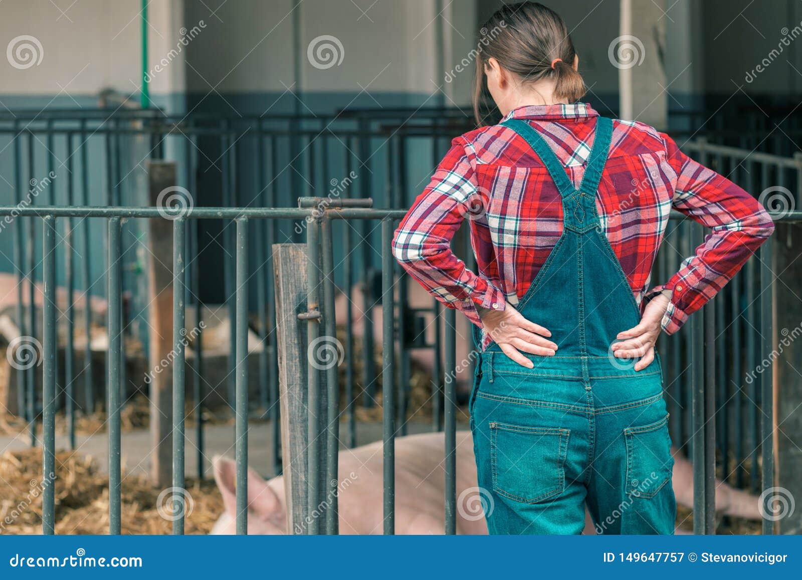 farmer on pig raising and breeding farm
