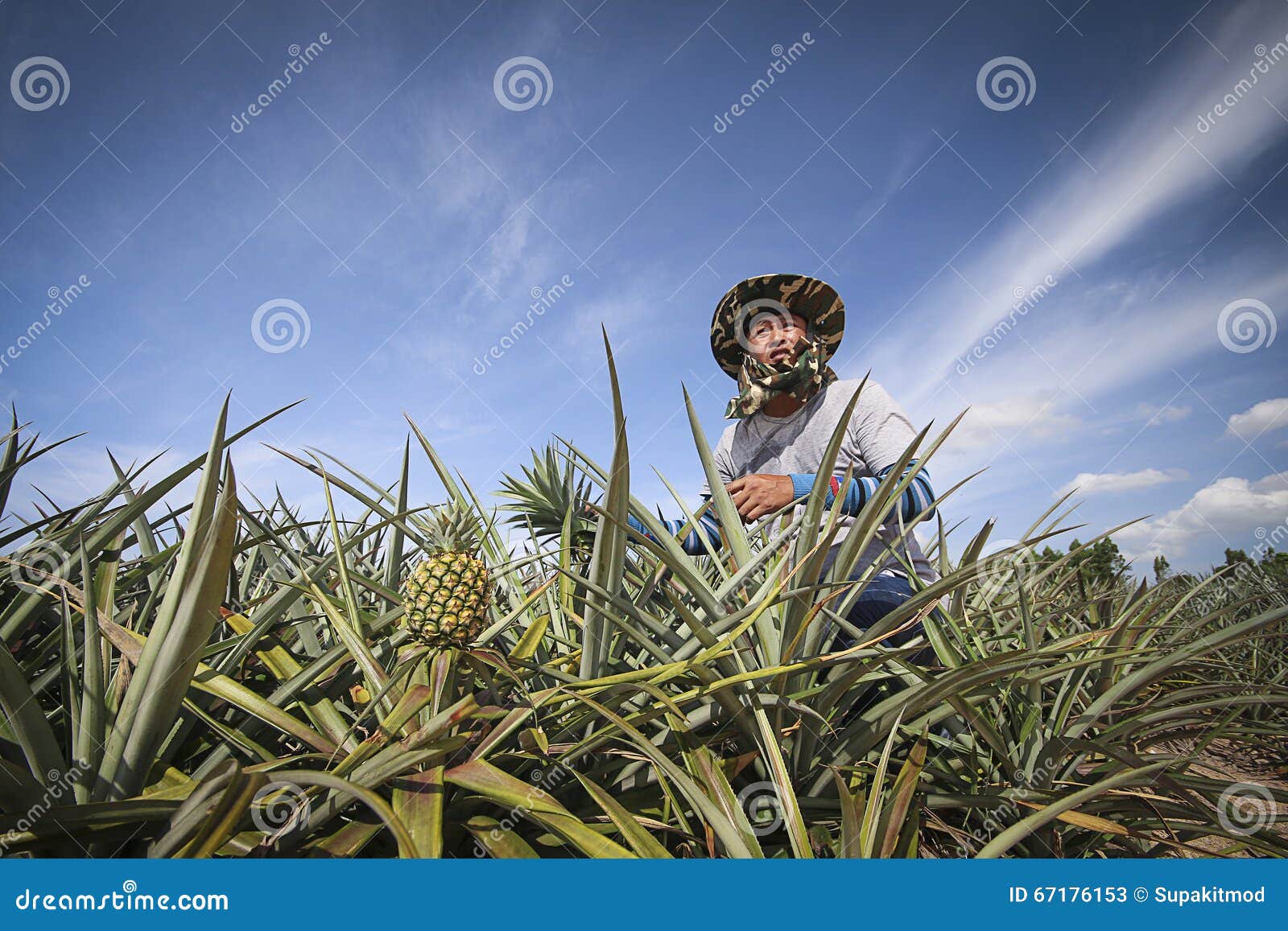 Farmer in pineapple farm stock image. Image of tropical 67176153