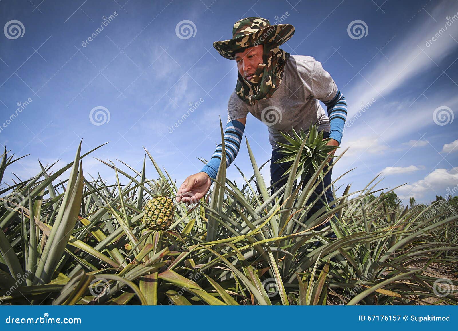 Farmer in pineapple farm stock image. Image of agriculture 67176157