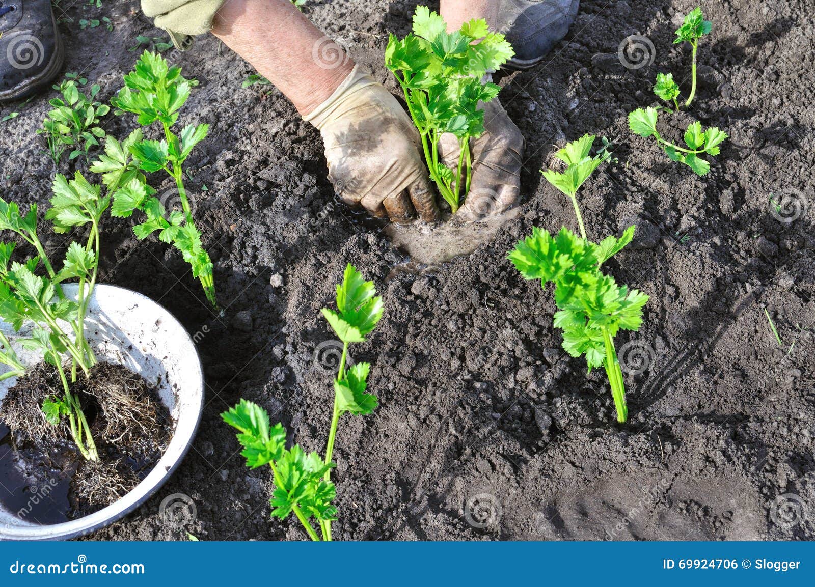 Farmer Planting a Celery Seedling Stock Photo Image of seedling