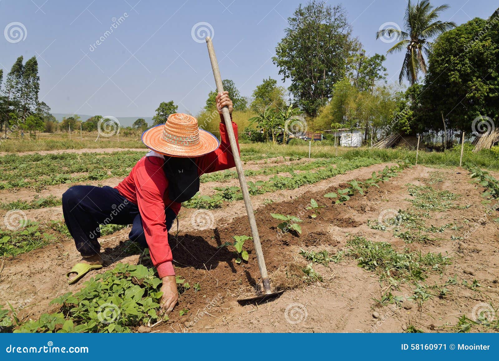 Farmer planting eggplant. editorial photo. Image of field 58160971