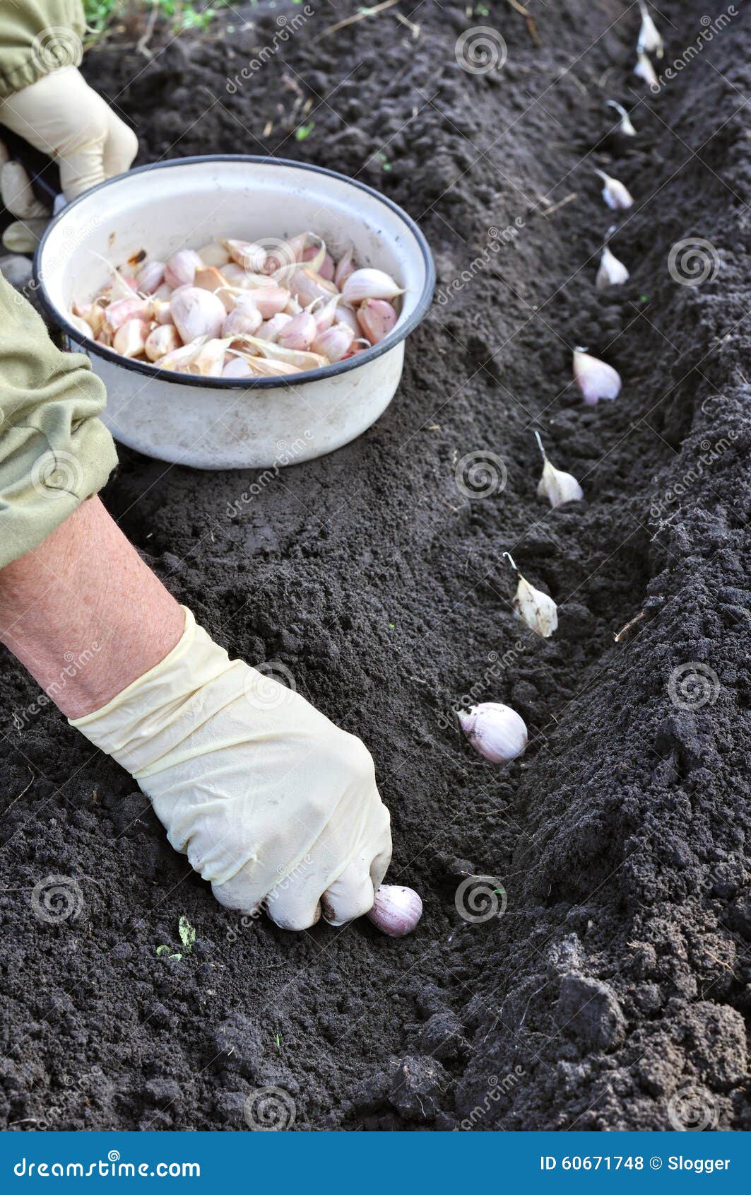 Farmer planting garlic stock photo. Image of organic 60671748