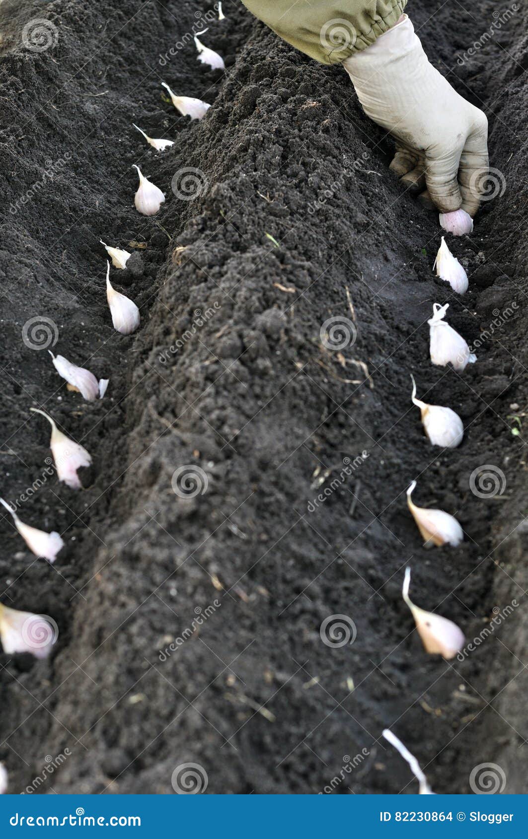 Farmer planting garlic stock photo. Image of farmer, farm 82230864