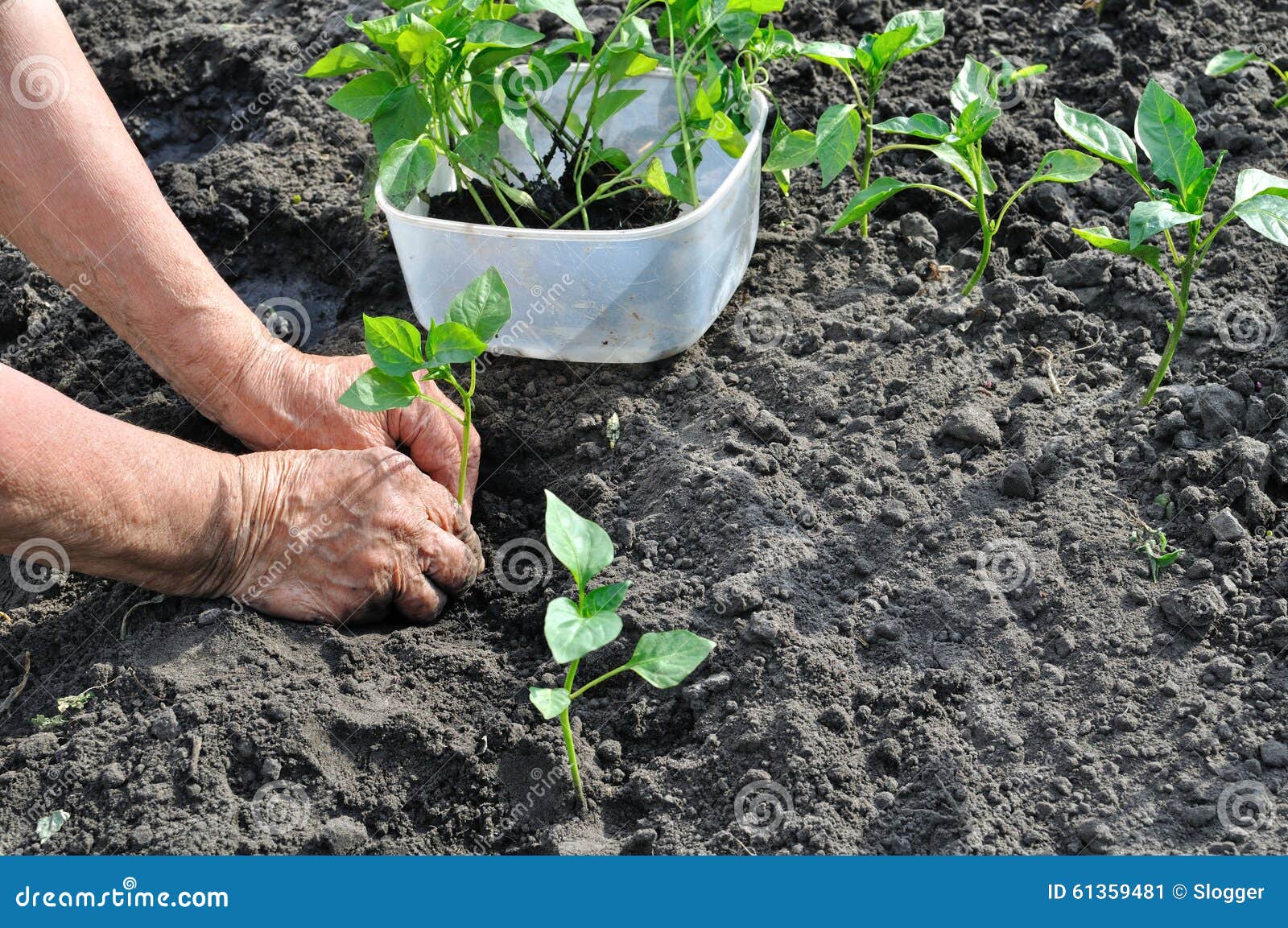Farmer Planting a Pepper Seedling Stock Image Image of garden