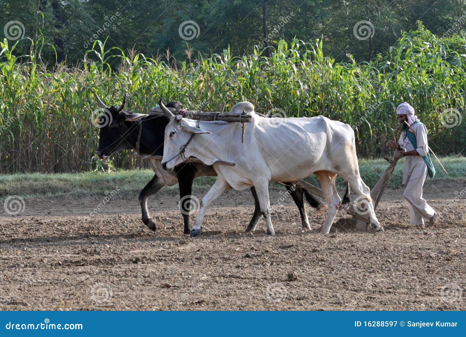 Farmers Farmers
