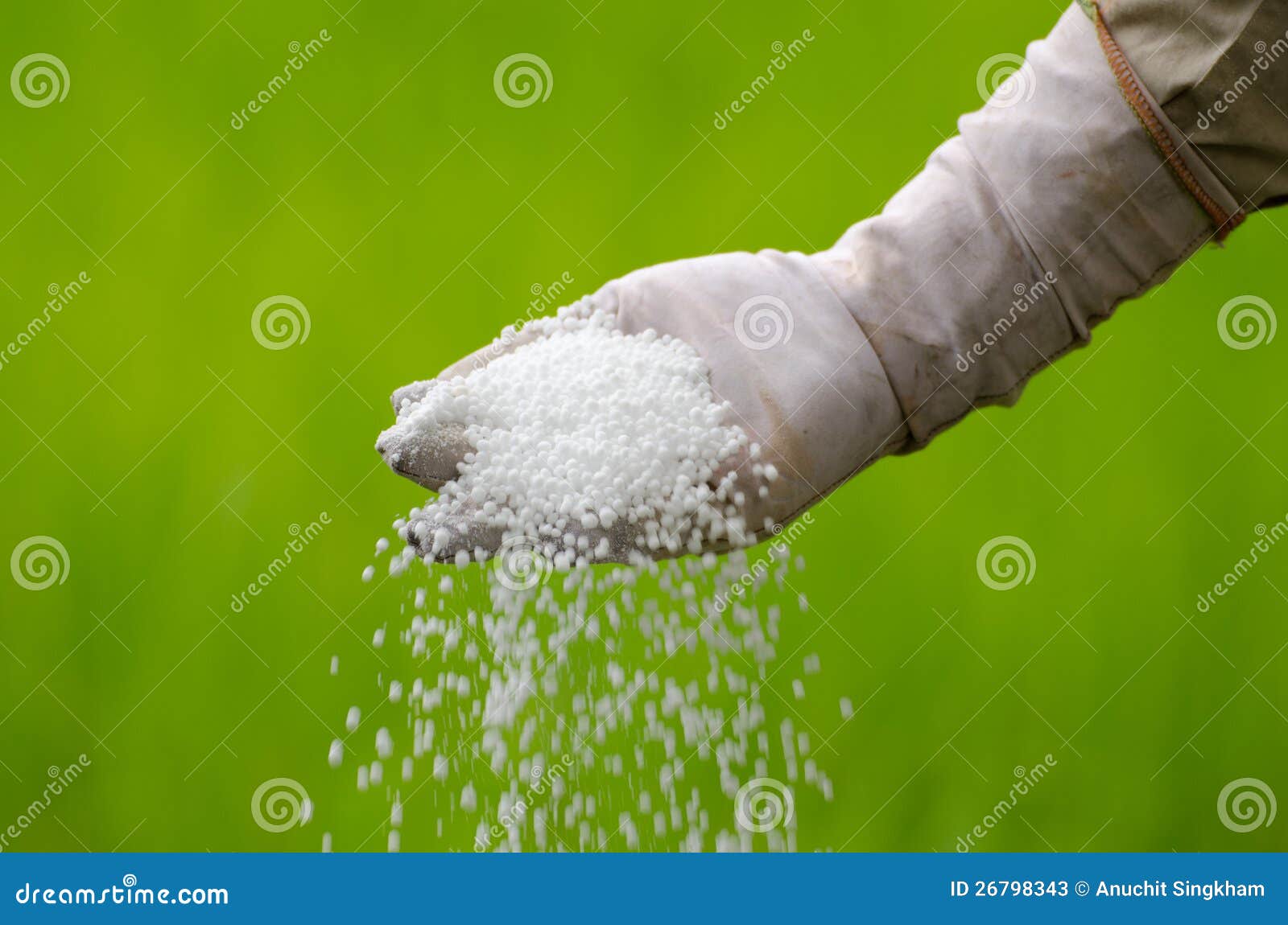 farmer is pouring chemical fertilizer