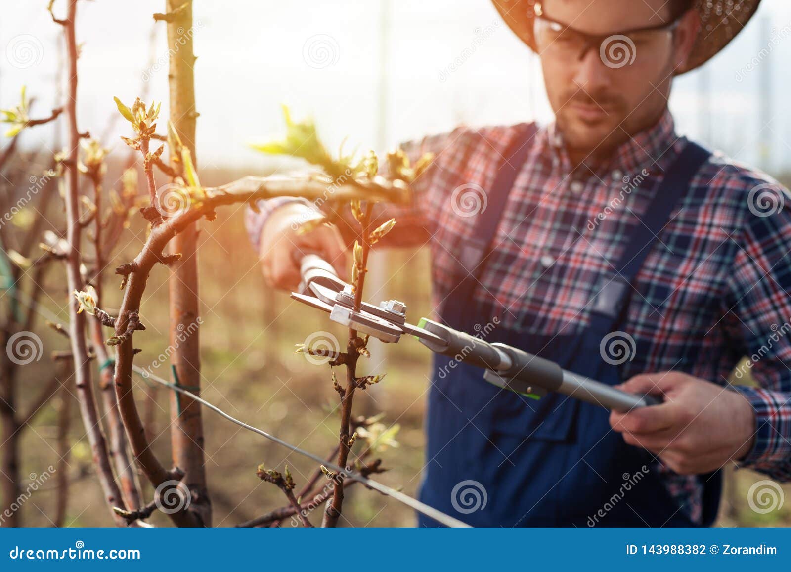 pruning fruit trees download