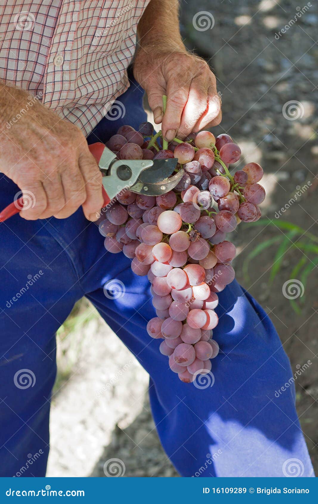 farmer pruning grapes