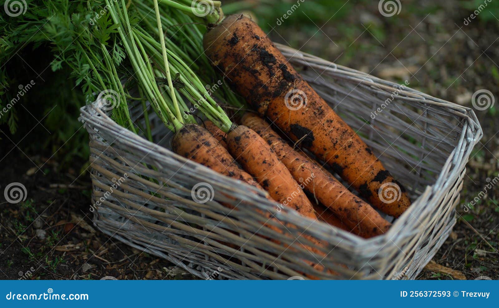 The Farmer Puts Carrots in a Straw Basket that Stands on the Ground