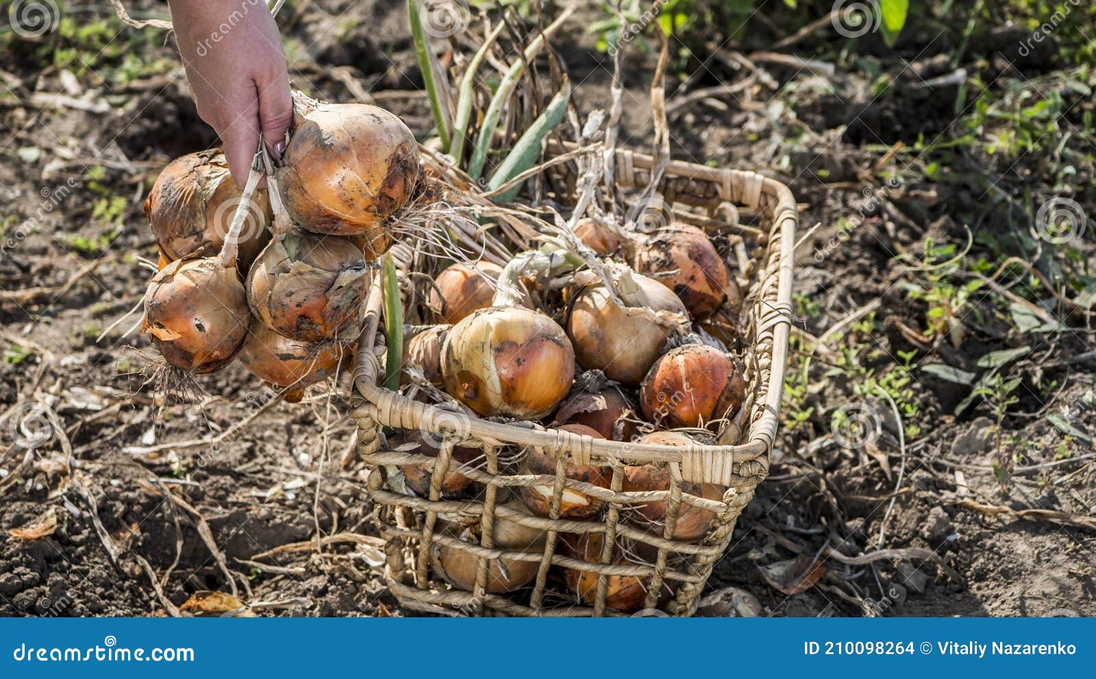 Farmer Puts Onion Bulbs in the Basket, Harvesting on the Bed Stock