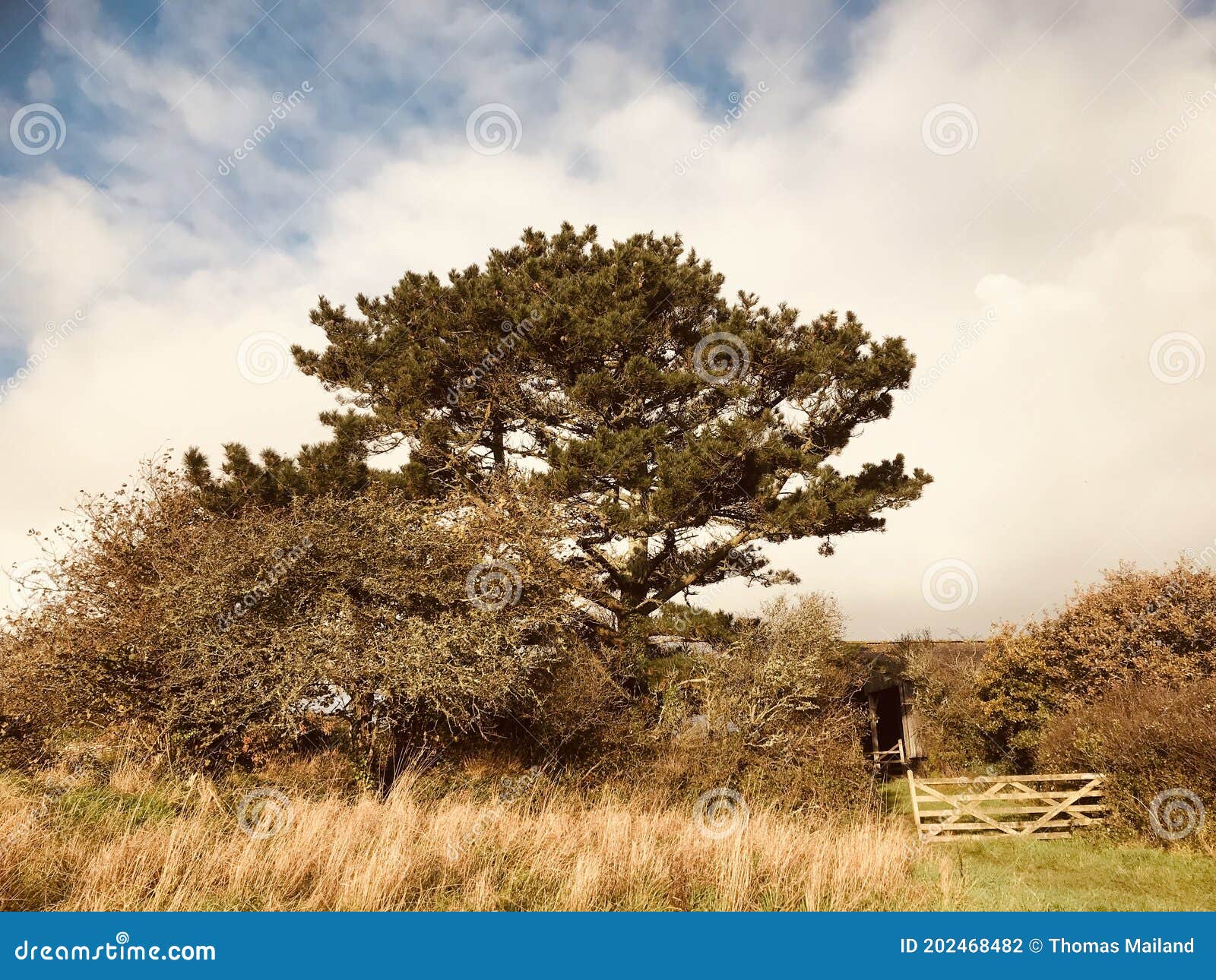 Pine Tree in a Cornish Landscape. Stock Photo - Image of pine, scenics ...