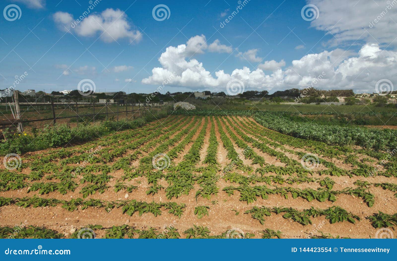 Growing Crops On Fertile Soil And Watering Plants, Including Showing