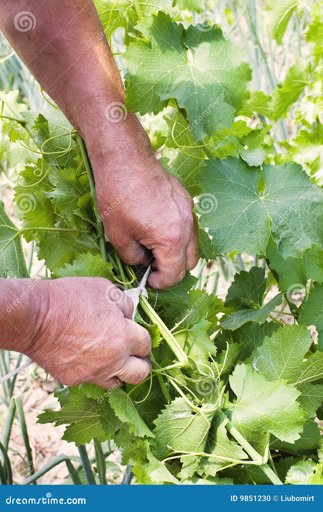 Farmer S Hands with Vine Sprout Stock Photo Image of hands, binding