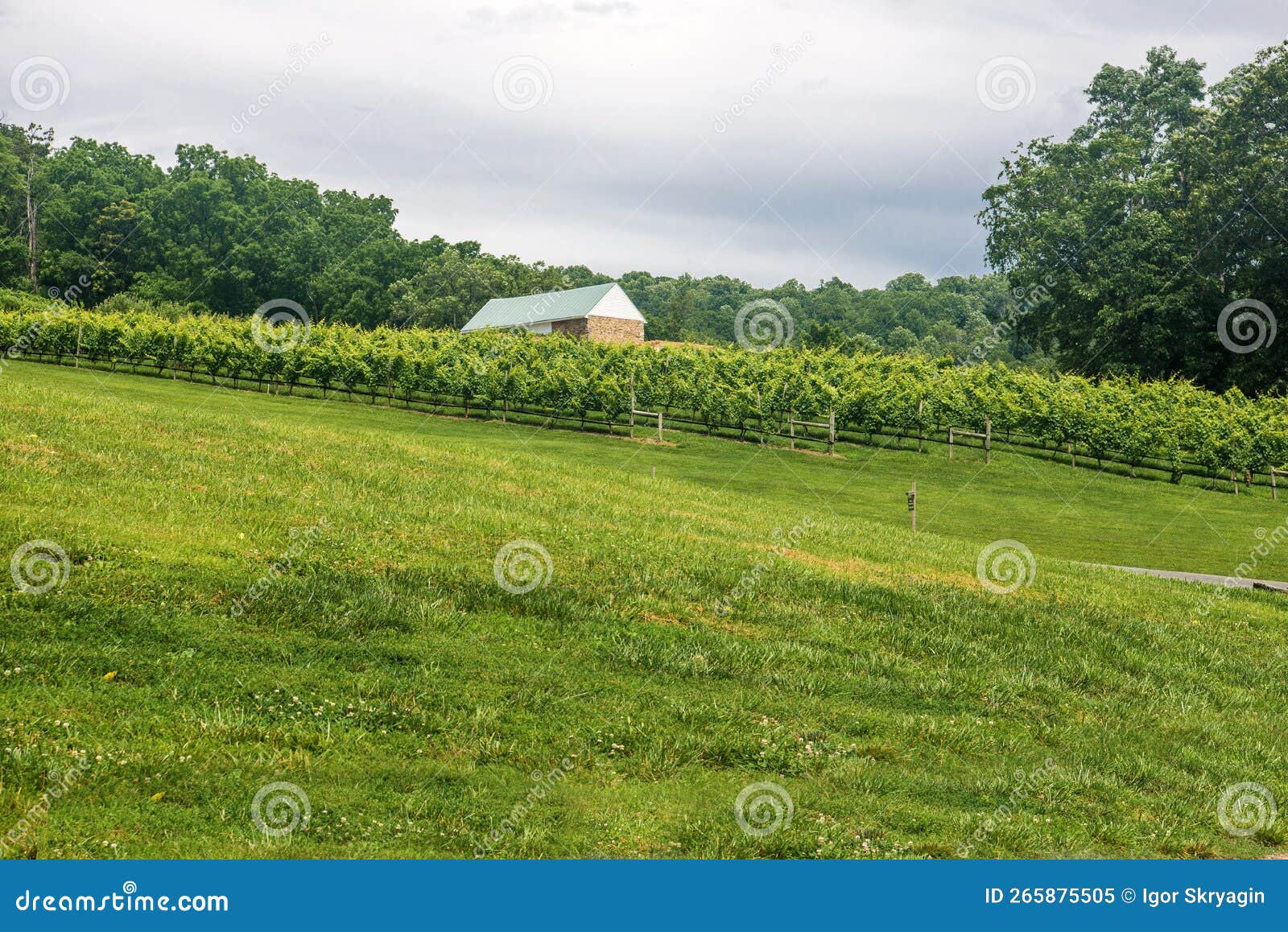 A Farmer S Hillside Vineyard in Virginia Stock Image Image of