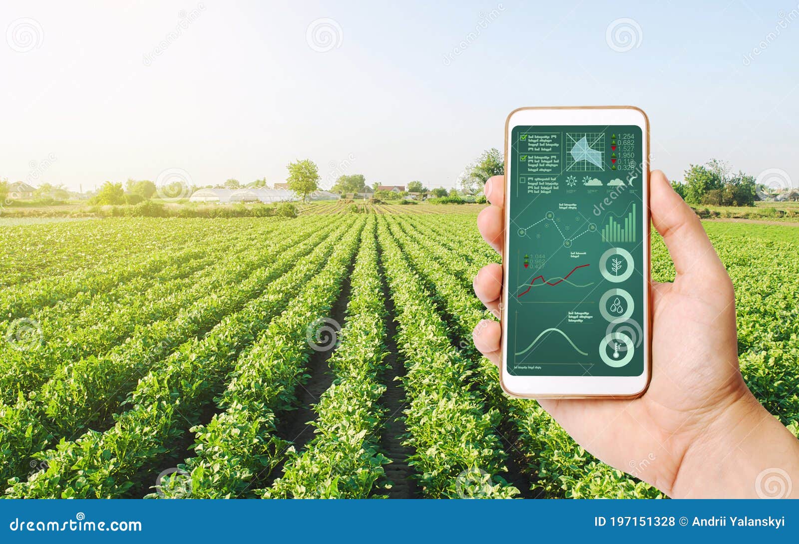 farmer`s holds a smartphone on a background of a field with a potato plantation. scientific research. hi-tech technology,