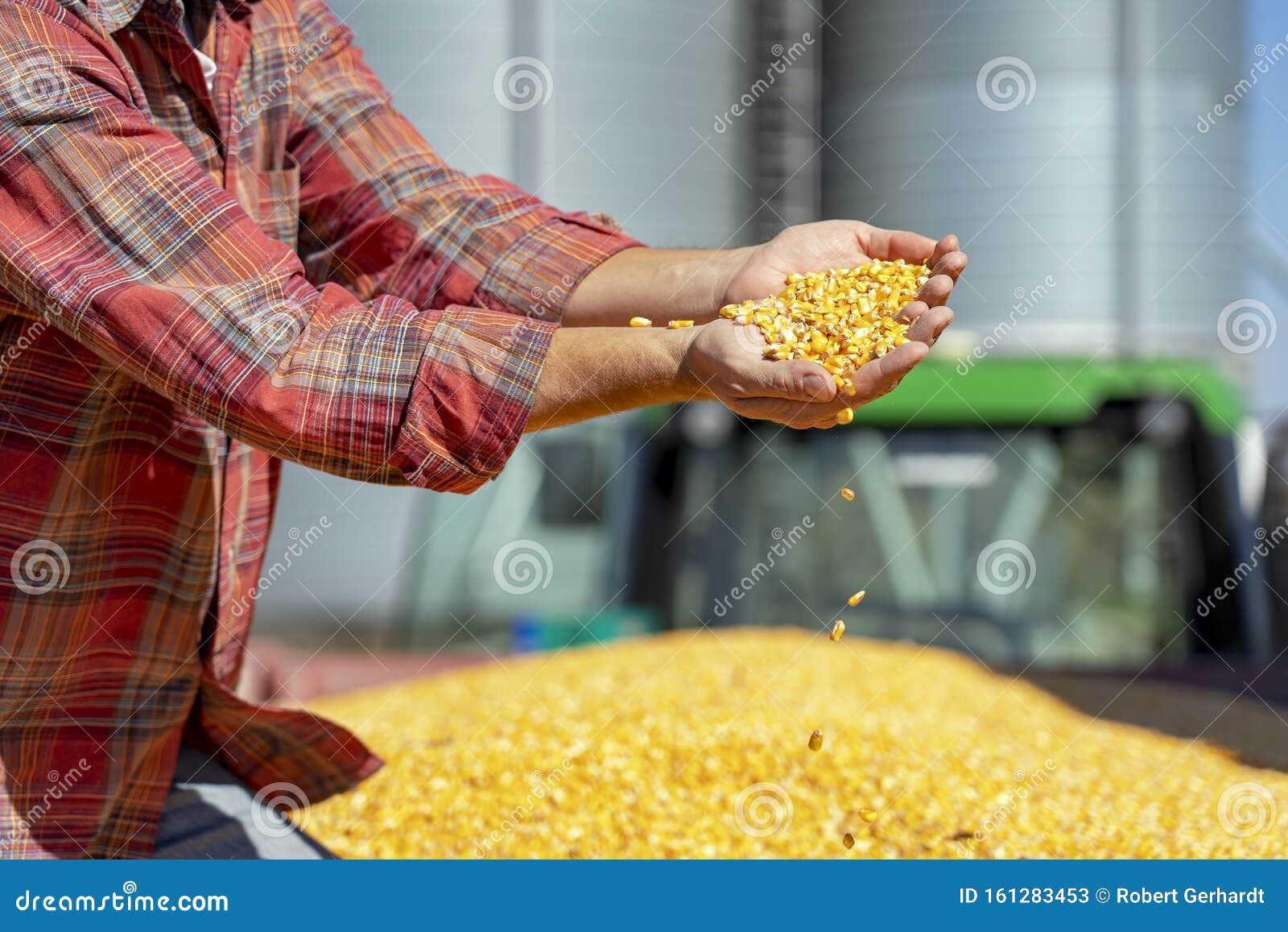 farmer showing freshly harvested corn maize grains against grain silo