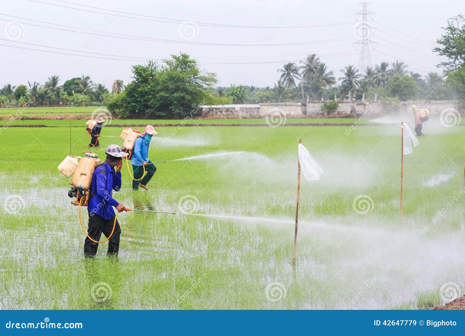 Farmer Spray the Fertilizer in Rice Field Stock Image Image of