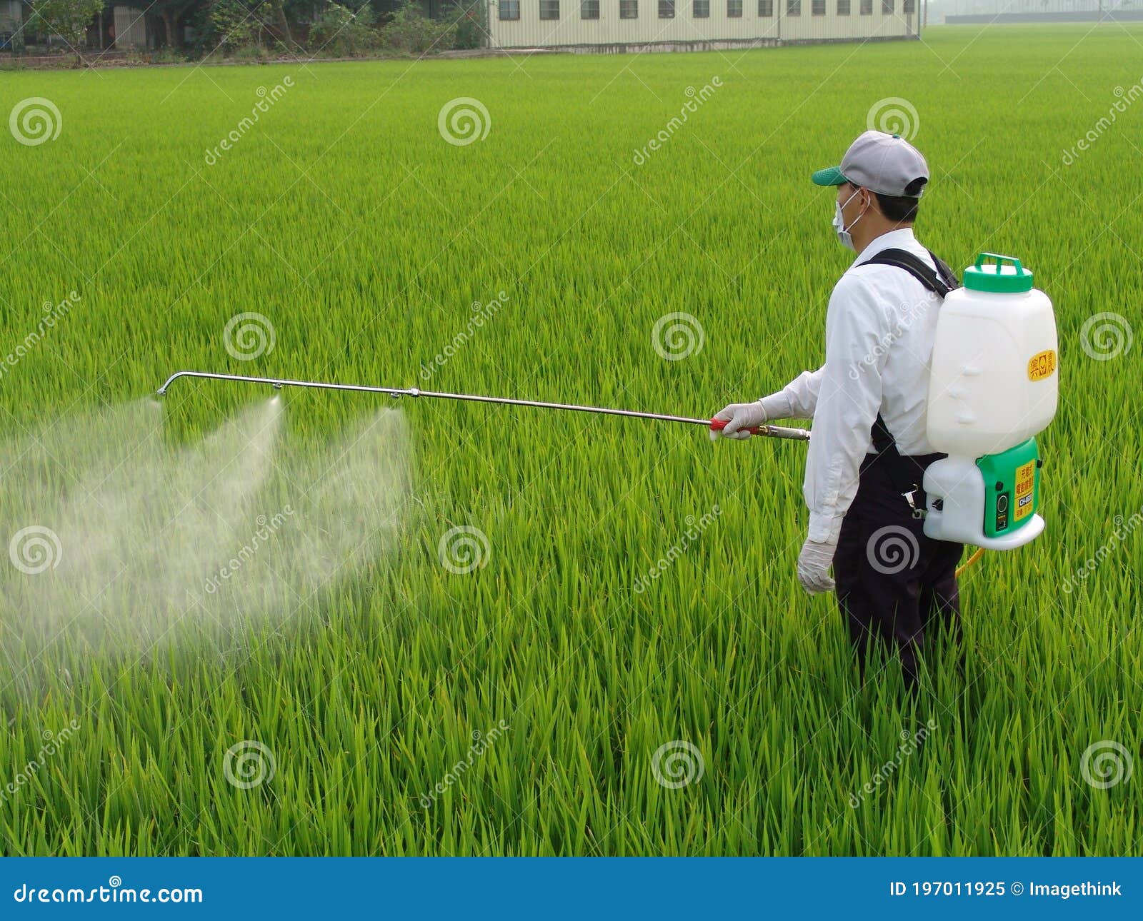 farmer-spray-insecticide-into-rice-farm-chemical-electric-sprayer