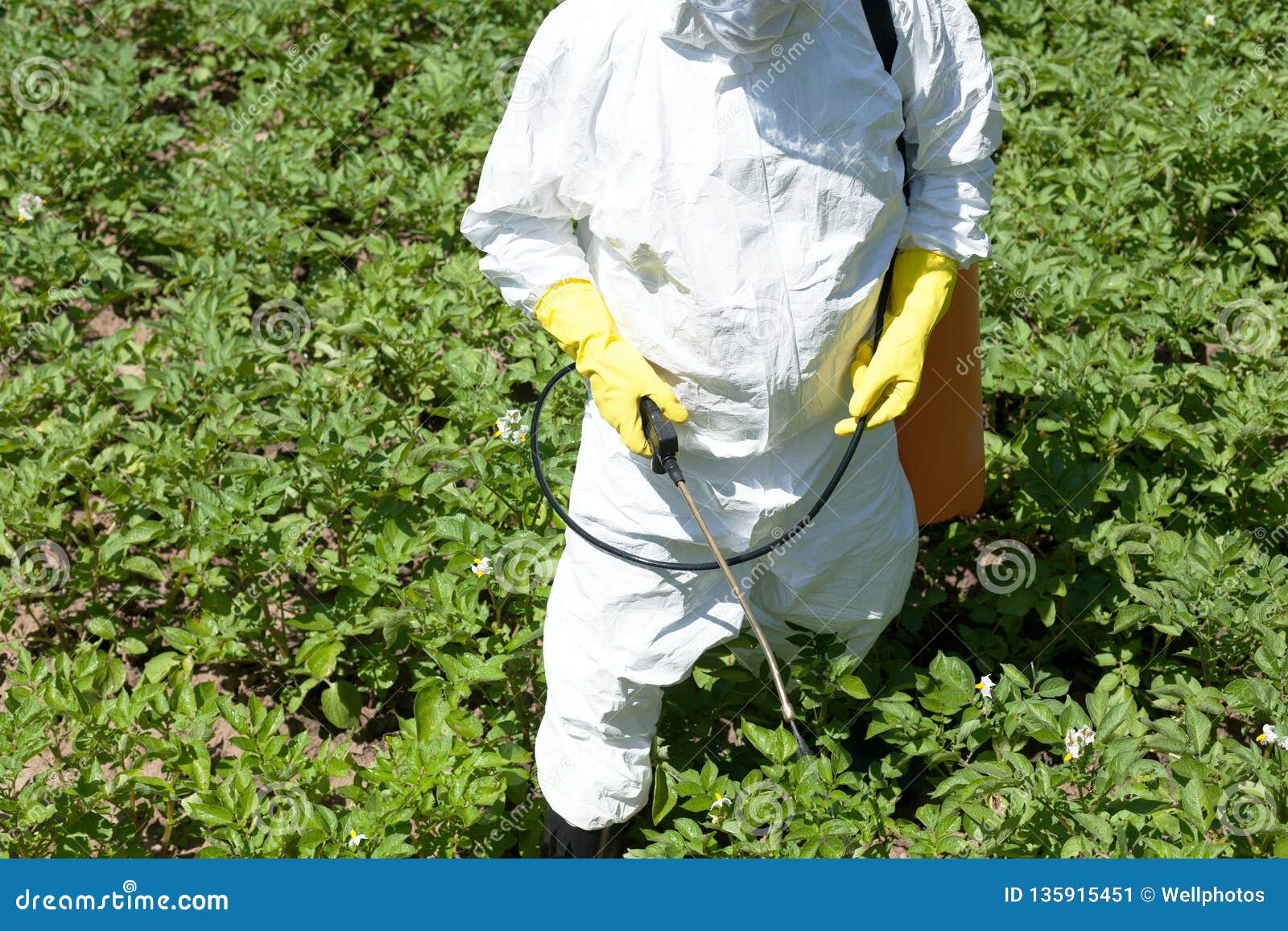 Farmer Spraying Toxic Pesticide Or Insecticide In The Vegetable